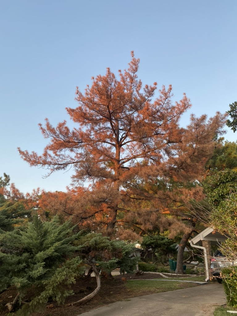 A lovely tree in its autumn mode